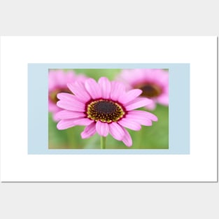 Argyranthemum  Grandaisy Pink  Marguerite  Grandaisy Series Posters and Art